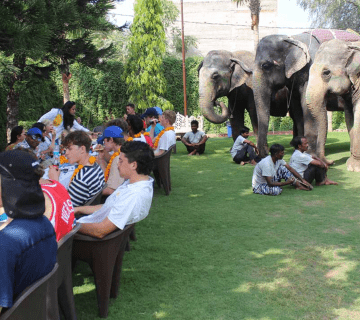 Elephant Behavior 101: Understanding Their Social Structure & Communication at Hathi Gaon