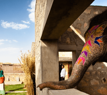 A Day in the Life of Hathigaon’s Rescued Elephants: From Dawn to Dusk