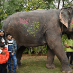 Understanding Elephant Social Bonds: How Herd Dynamics Work