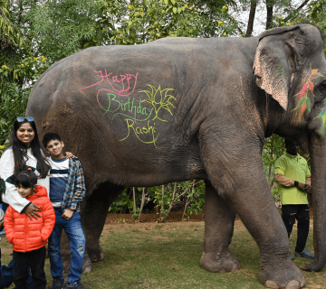 Understanding Elephant Social Bonds: How Herd Dynamics Work