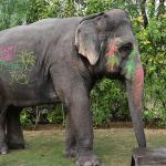 A Day in the Life of Hathigaon’s Rescued Elephants: From Dawn to Dusk