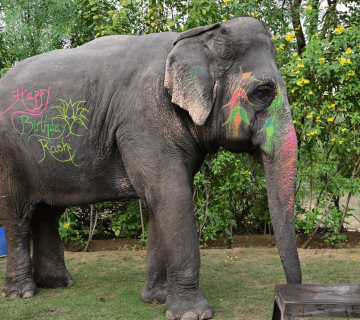 A Day in the Life of Hathigaon’s Rescued Elephants: From Dawn to Dusk