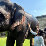 Volunteering at Hathigaon: Roles, Responsibilities and Impact