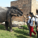 Mud Bath Magic: The Health Benefits of Elephants’ Daily Wallows