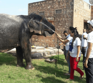 Mud Bath Magic: The Health Benefits of Elephants’ Daily Wallows