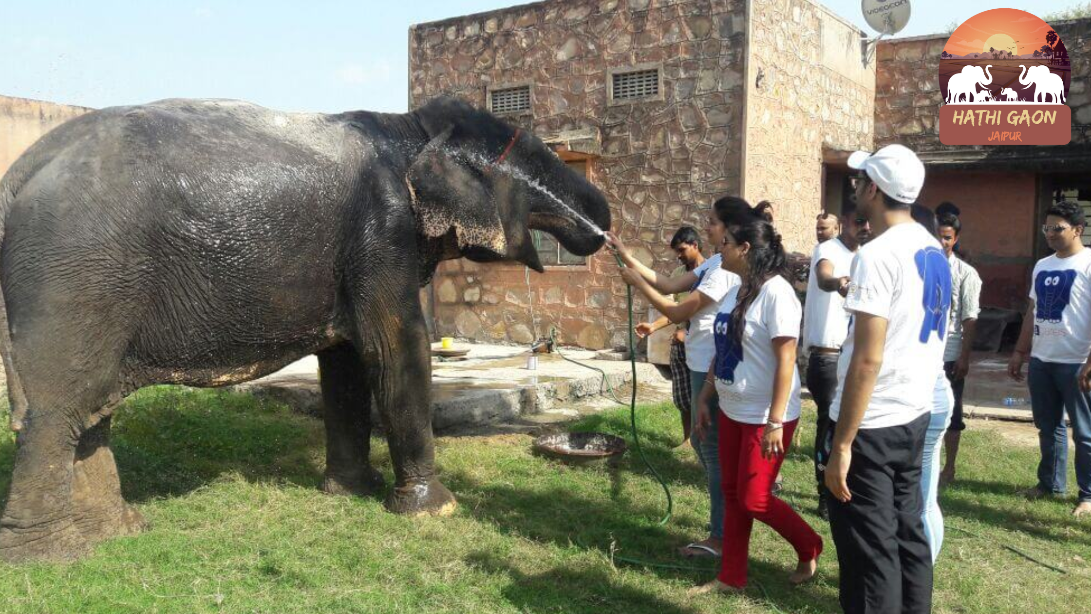 Mud Bath Magic: The Health Benefits of Elephants’ Daily Wallows