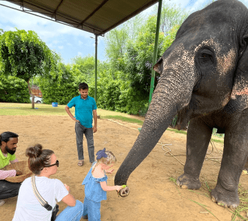 Elephant Nutrition: Understanding Their Diet and Nutritional Needs