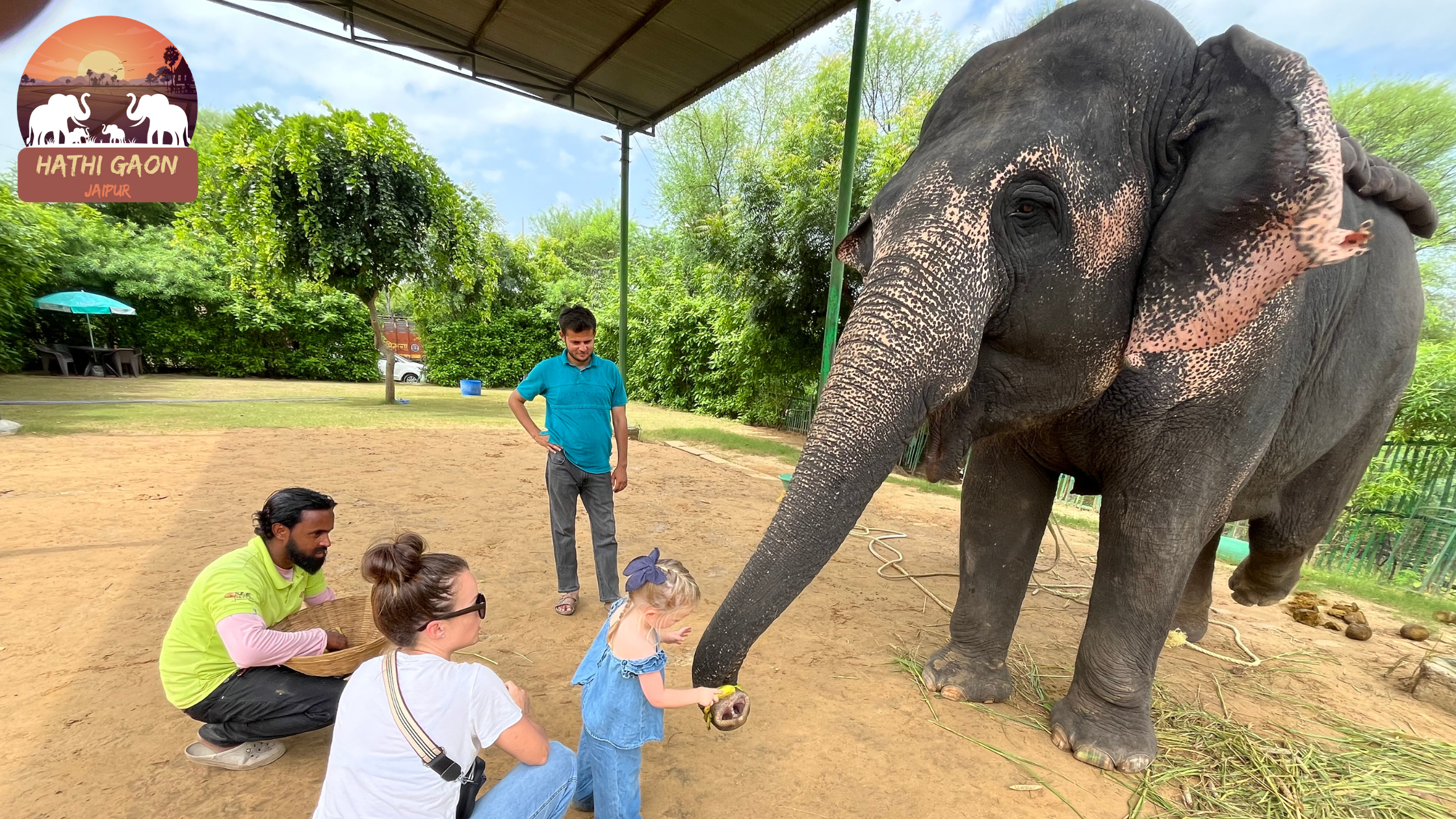 Elephant Nutrition: Understanding Their Diet and Nutritional Needs