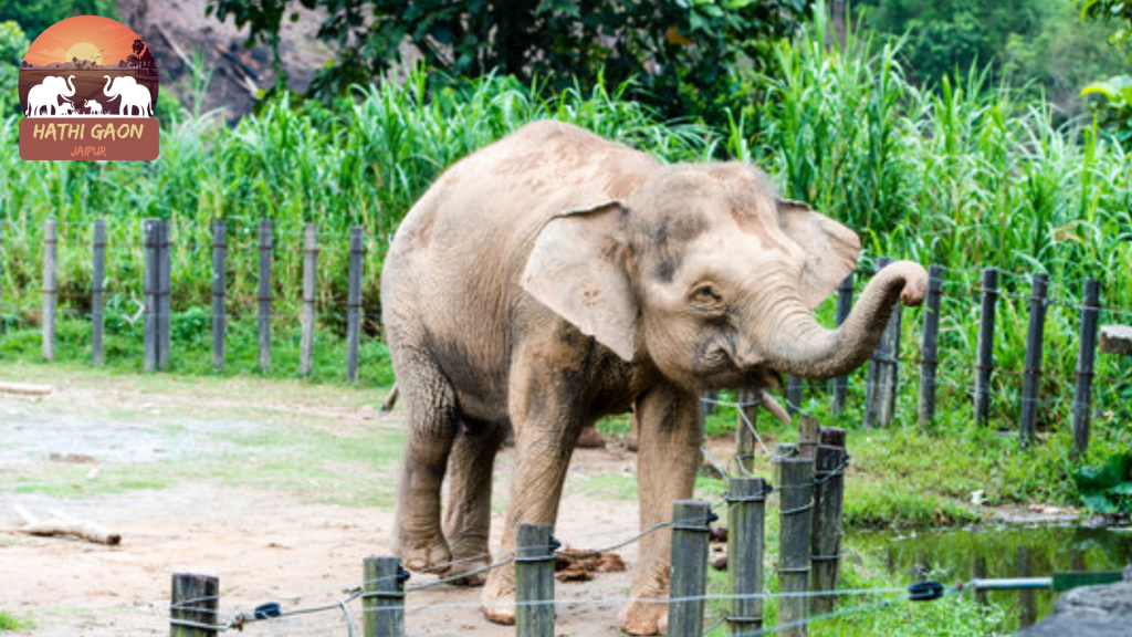 Elephant Enrichment Activities