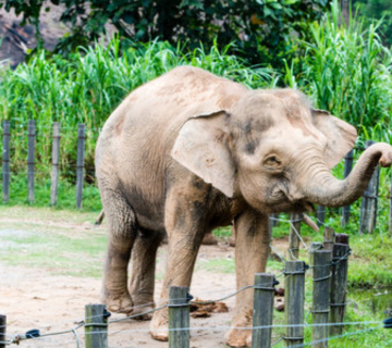 Elephant Enrichment Activities: From Foraging Games to Sensory Play