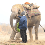 Elephant Feeding 101: What, When, and How Visitors Can Help