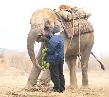 Elephant Feeding 101: What, When, and How Visitors Can Help