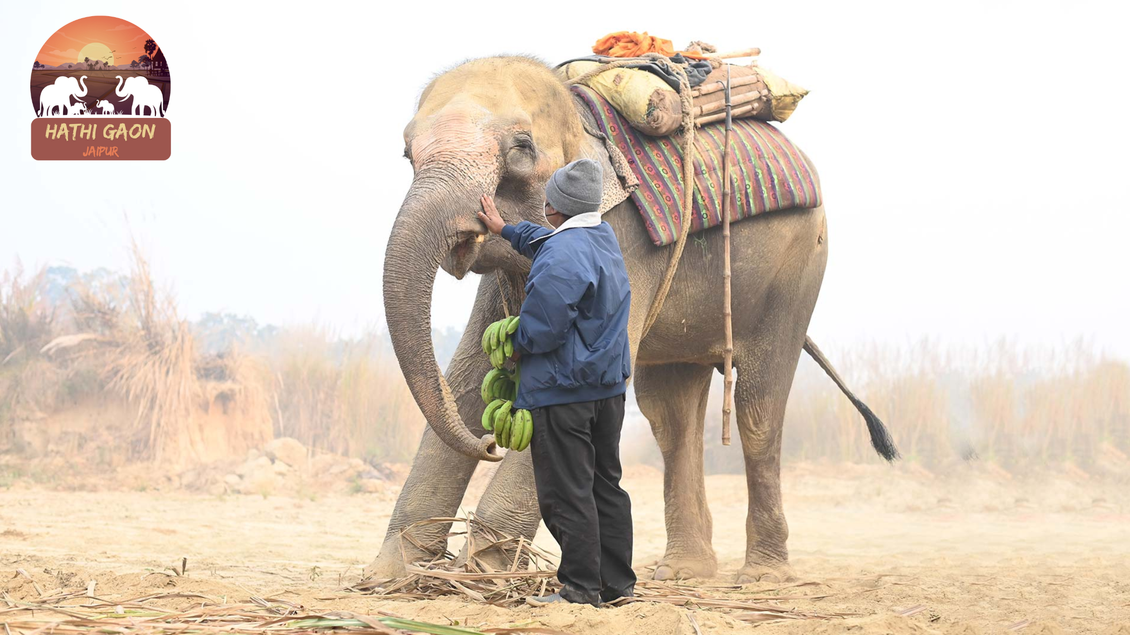 Elephant Feeding 101: What, When, and How Visitors Can Help