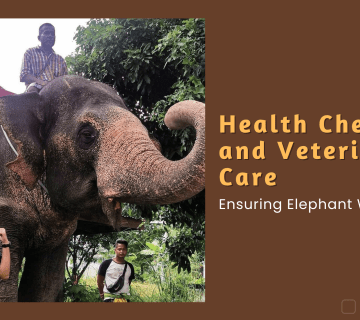 Health Check-ups and Veterinary Care: Ensuring Elephant Well Being