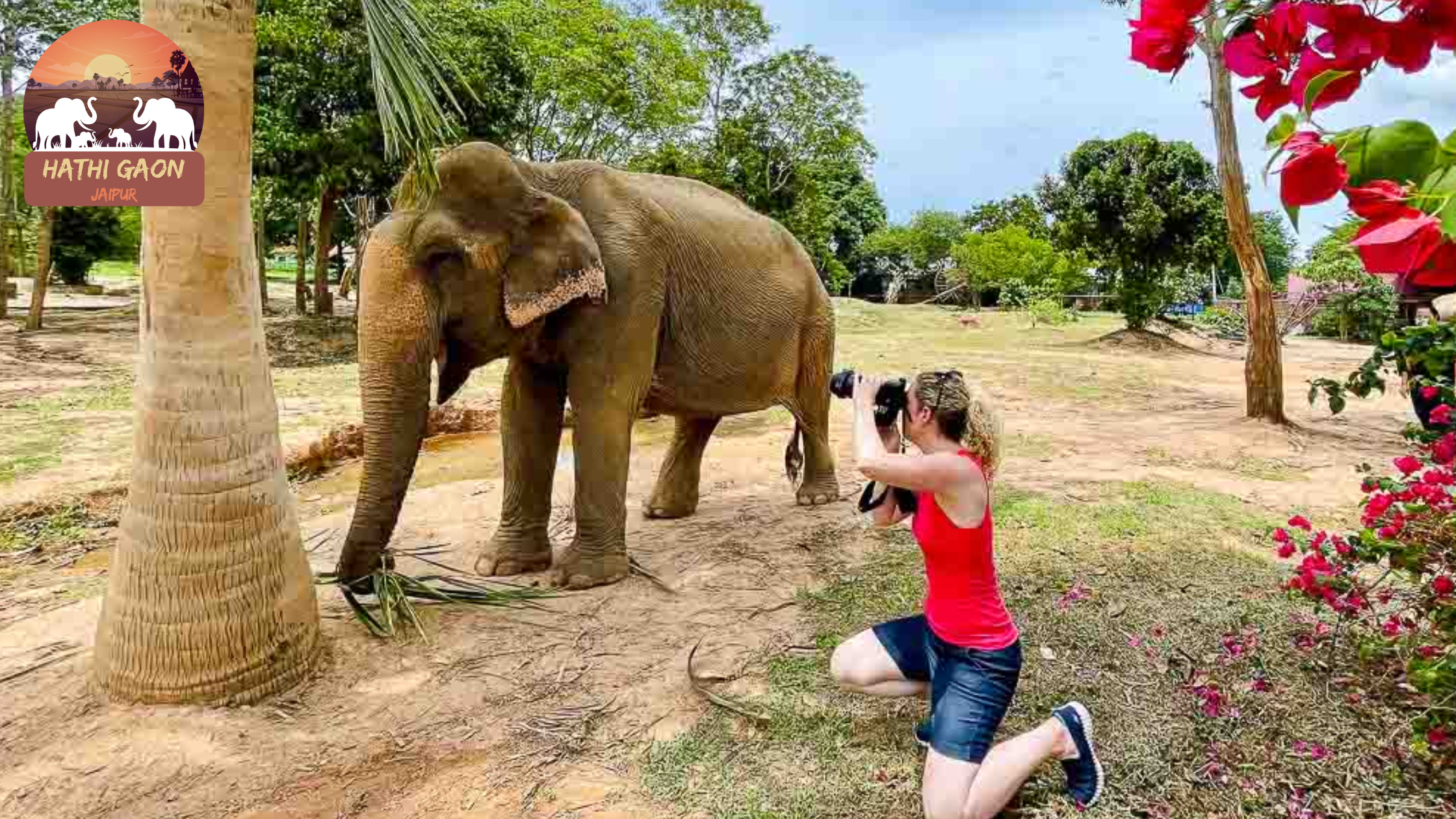 How to Photograph Elephants Ethically: Tips for Responsible Travelers
