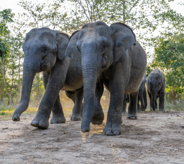 The Ecology of Elephant Ranges: How Habitat Shapes Behavior