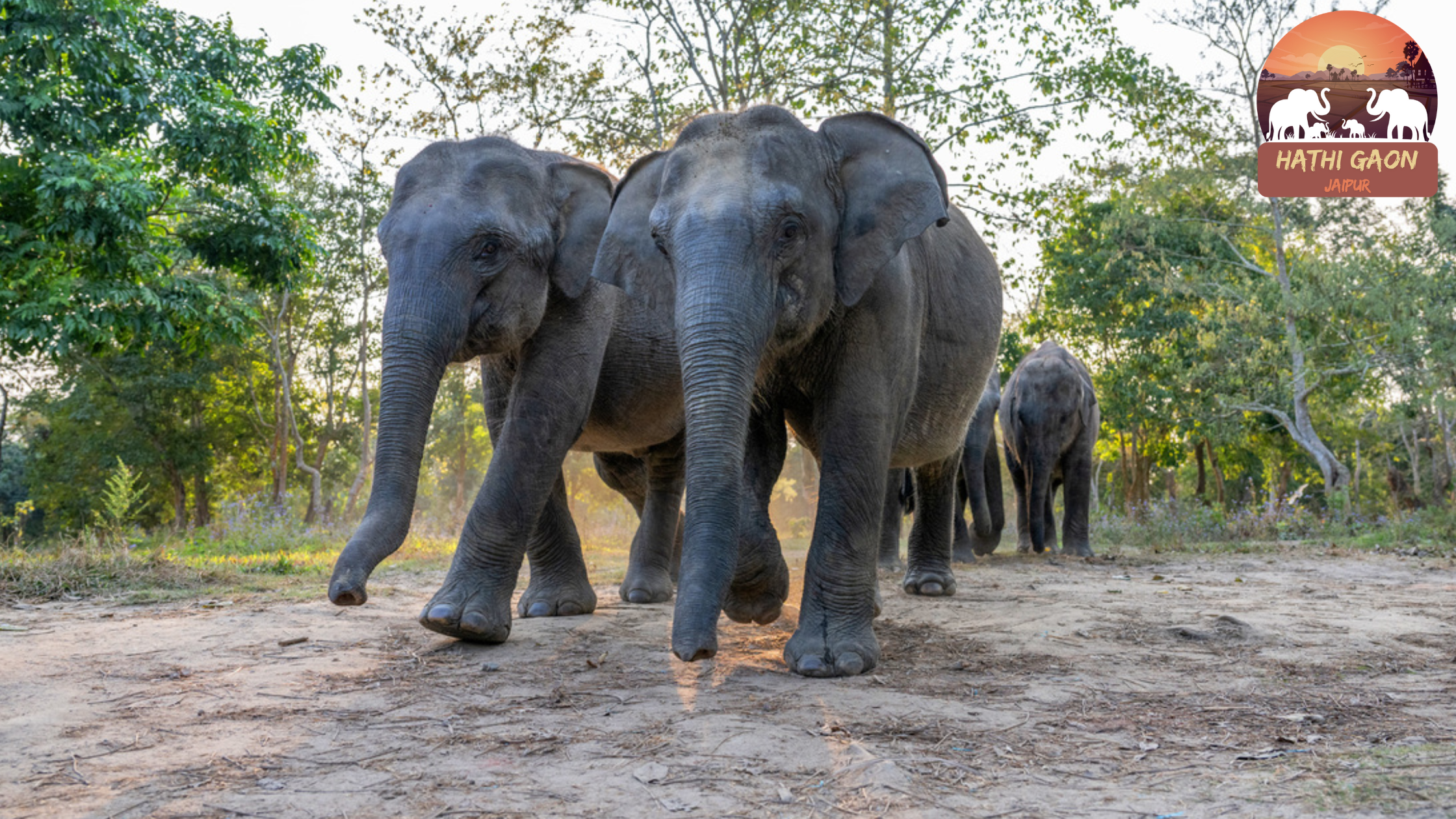The Ecology of Elephant Ranges: How Habitat Shapes Behavior
