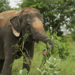 Elephant Dietary Supplements: Why Minerals and Salt Licks Matter