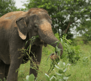 Elephant Dietary Supplements: Why Minerals and Salt Licks Matter