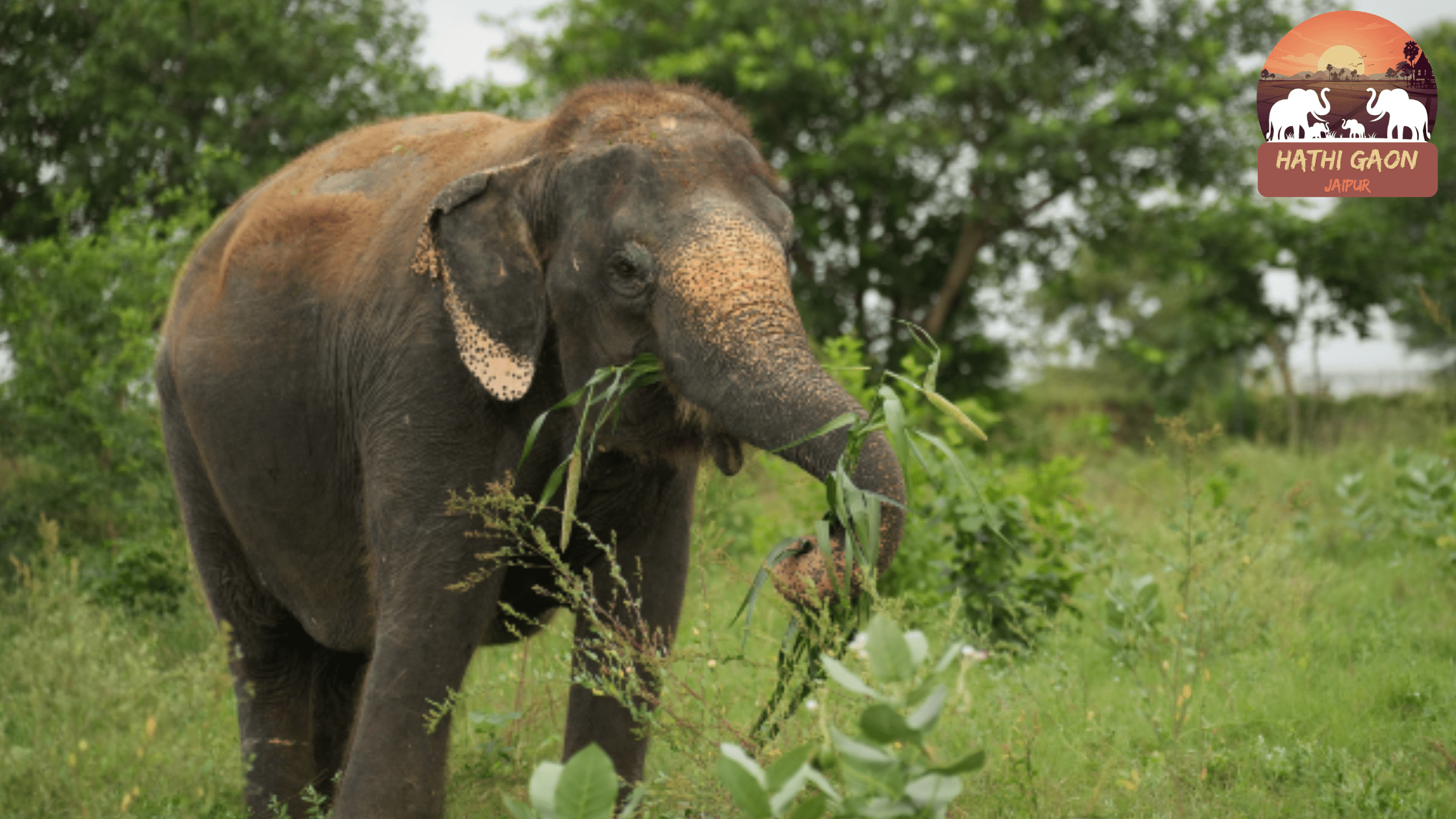 Elephant Dietary Supplements: Why Minerals and Salt Licks Matter