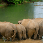 Elephant Rescue Missions: Logistics, Challenges & Milestones