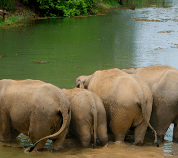 Elephant Rescue Missions: Logistics, Challenges & Milestones