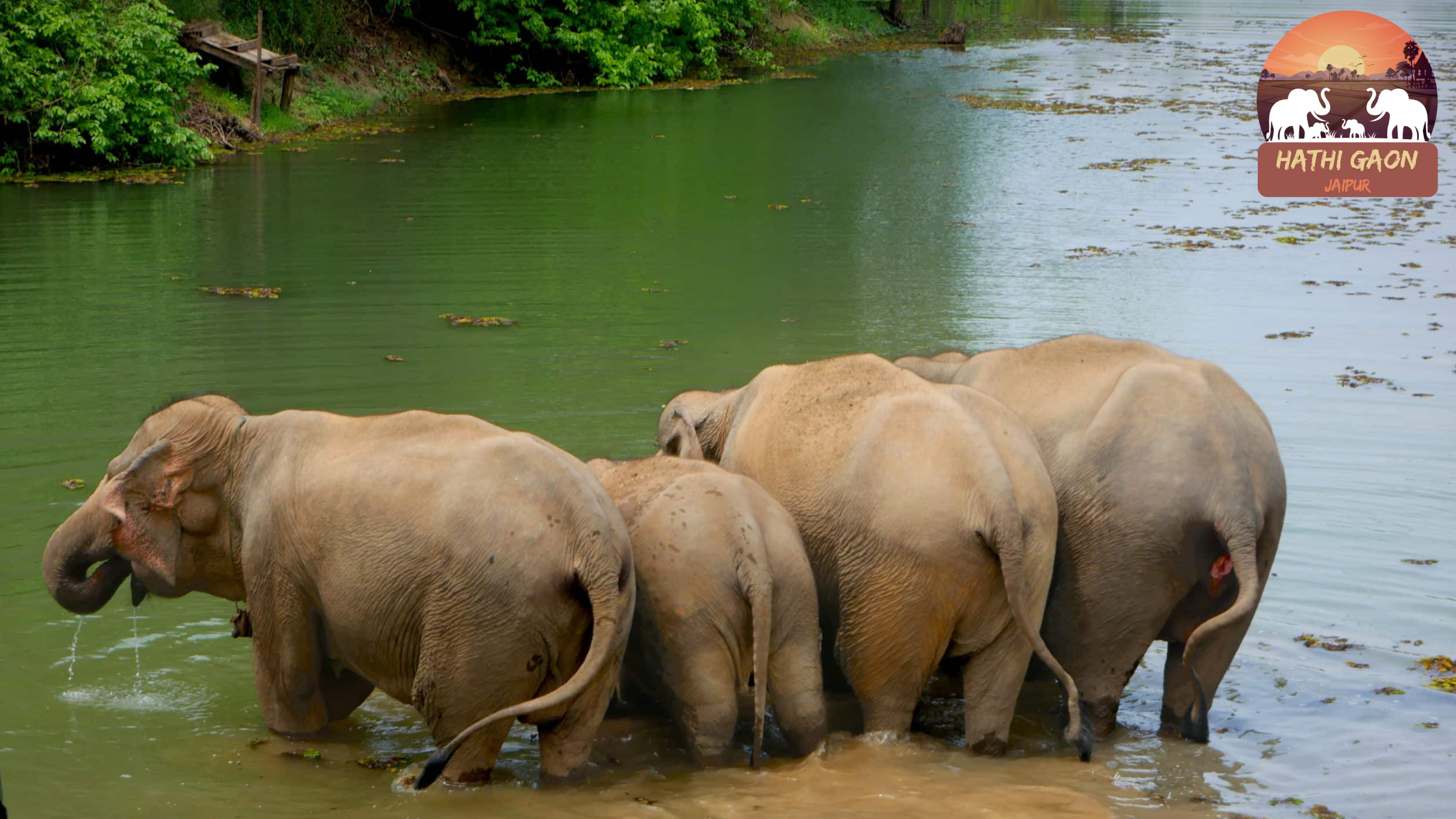 Elephant Rescue Missions: Logistics, Challenges & Milestones