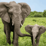 How Hathi Gaon Promotes Sustainable Tourism in Jaipur