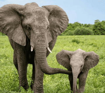 How Hathi Gaon Promotes Sustainable Tourism in Jaipur