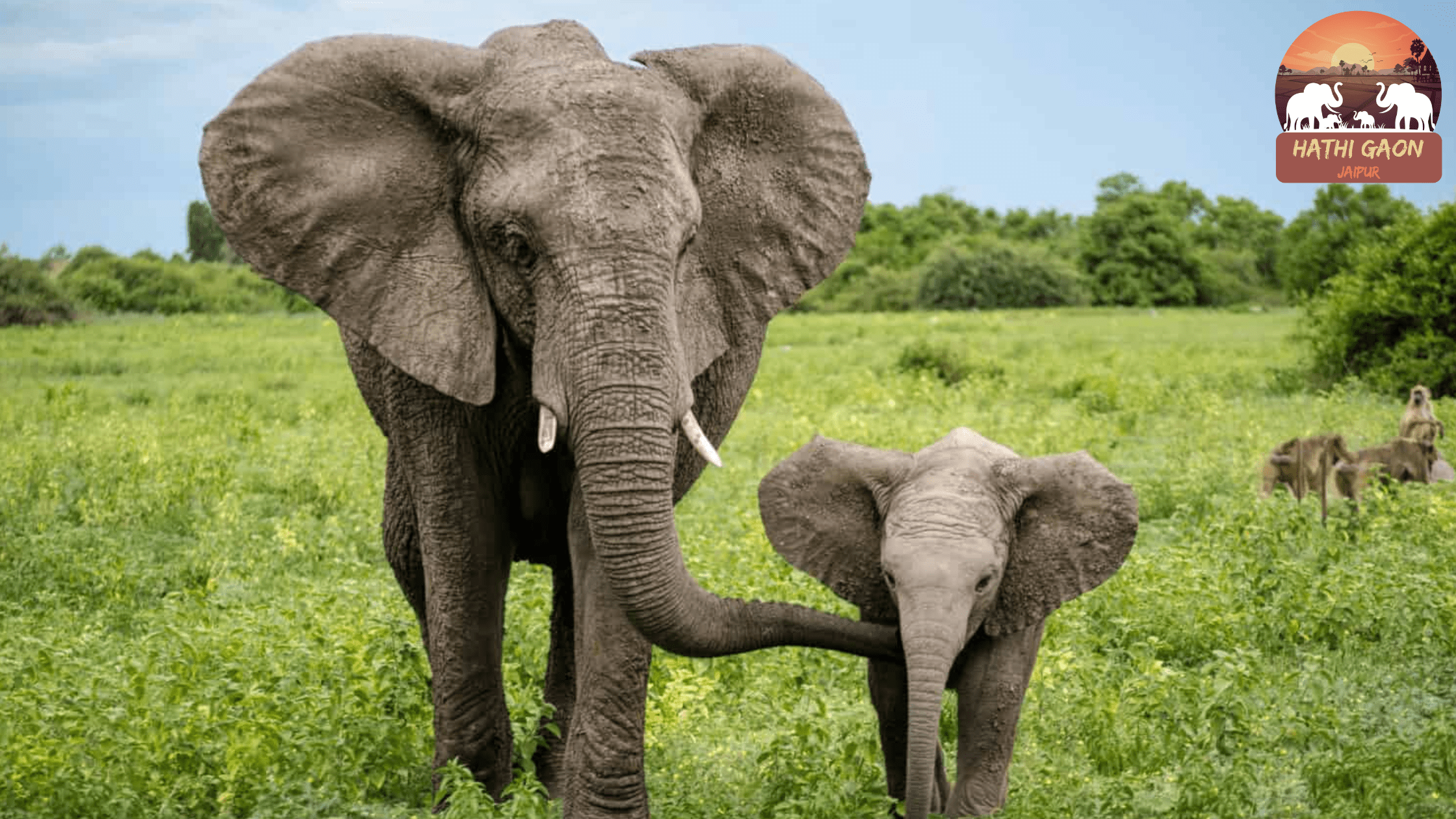 How Hathi Gaon Promotes Sustainable Tourism in Jaipur
