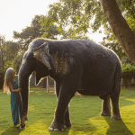Elephant Conservation: Global Challenges and Local Solutions at Hathi Gaon