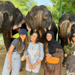 How to Experience Elephants Ethically in Jaipur