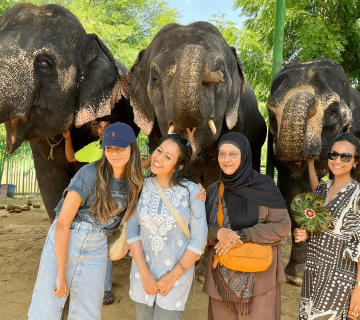 How to Experience Elephants Ethically in Jaipur