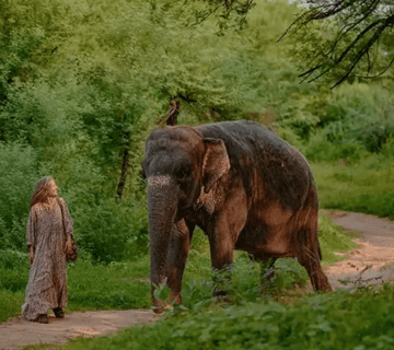 The Journey of Rescued Elephants: From Captivity to Care at Hathi Gaon