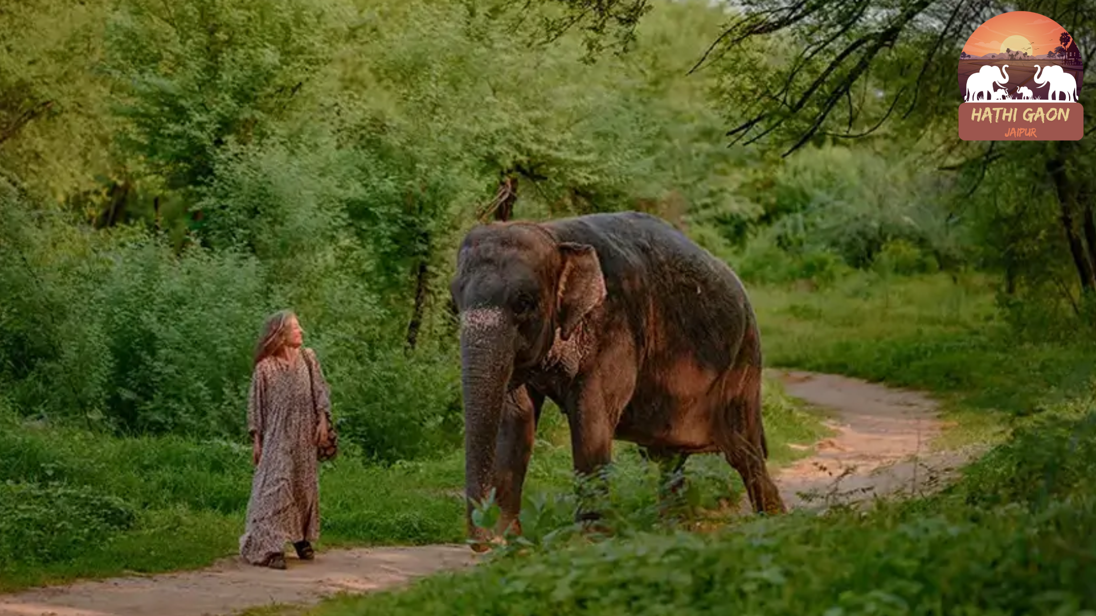 The Journey of Rescued Elephants: From Captivity to Care at Hathi Gaon
