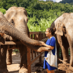 The Role of Mahouts in Ethical Elephant Care