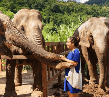 The Role of Mahouts in Ethical Elephant Care