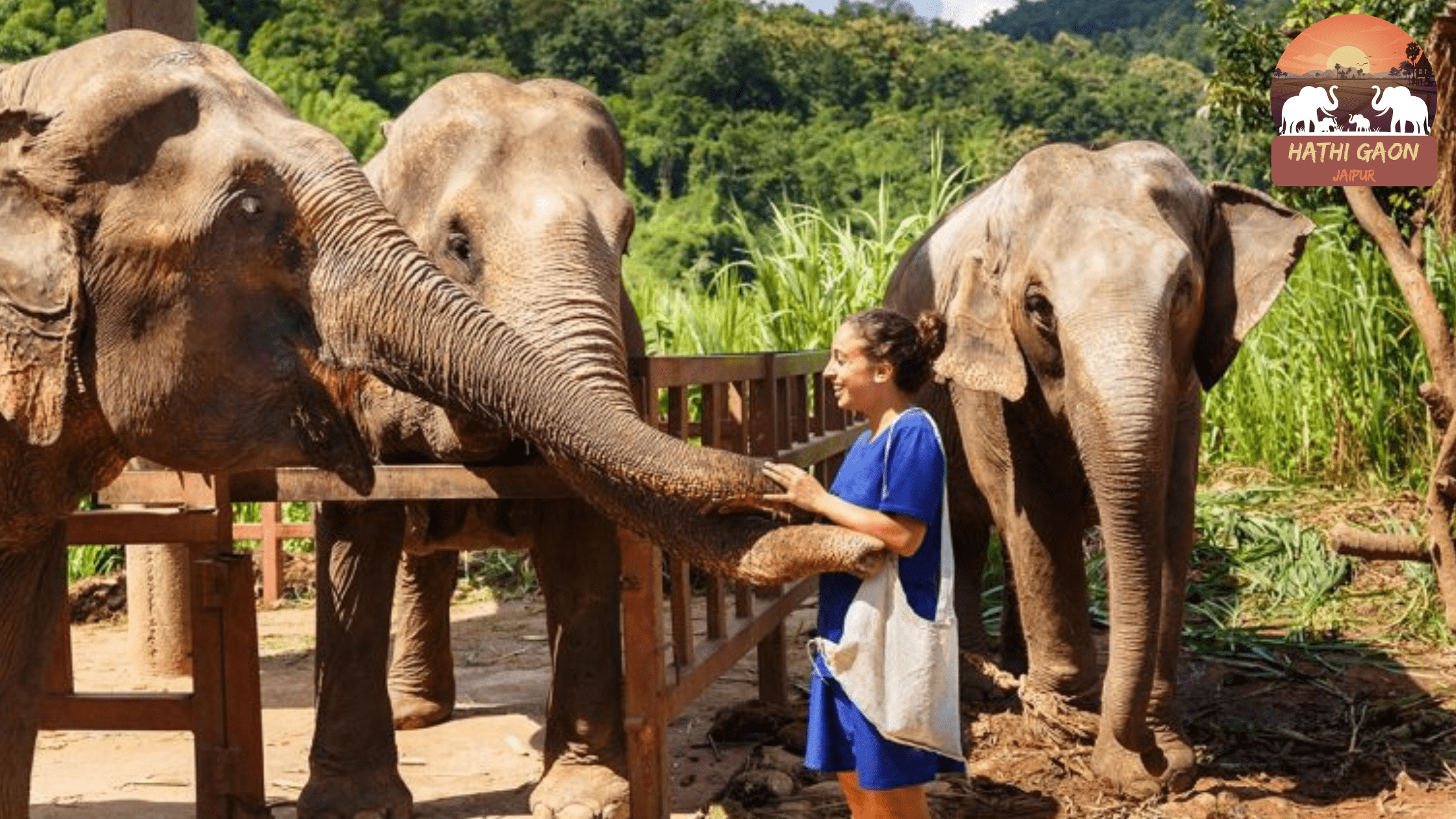 The Role of Mahouts in Ethical Elephant Care