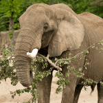 Understanding Elephant Diet and Nutrition in Captivity