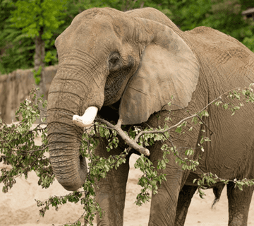 Understanding Elephant Diet and Nutrition in Captivity