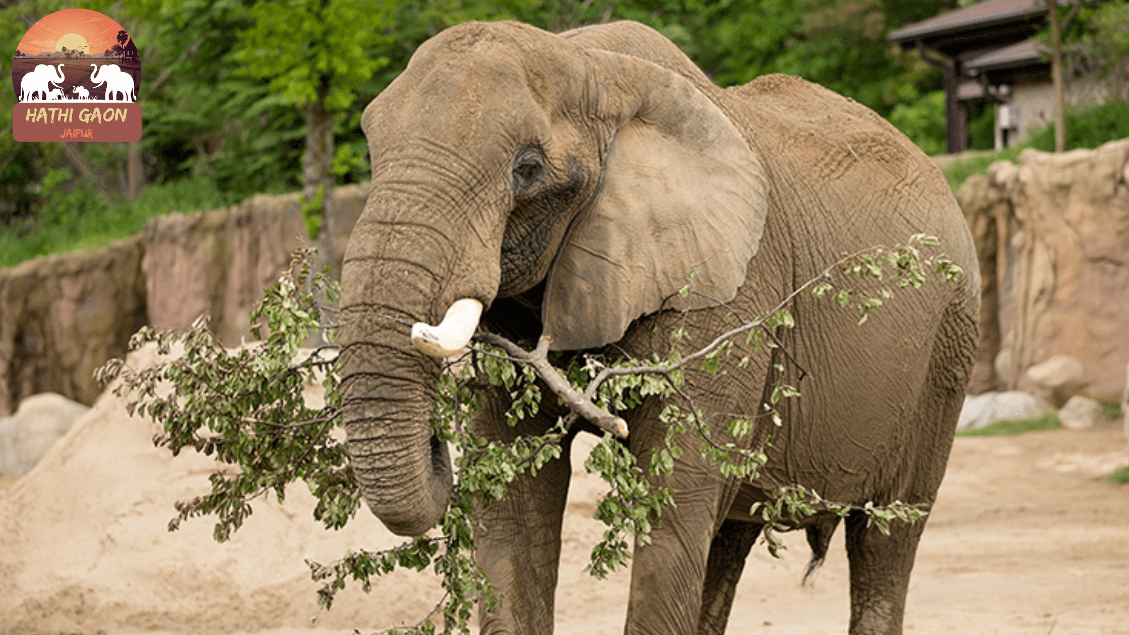 Understanding Elephant Diet and Nutrition in Captivity