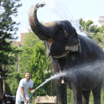 Why Elephant Baths Are Essential for Their Health and Happiness