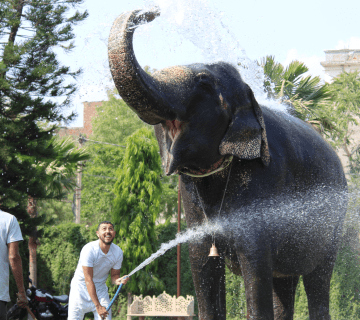 Why Elephant Baths Are Essential for Their Health and Happiness