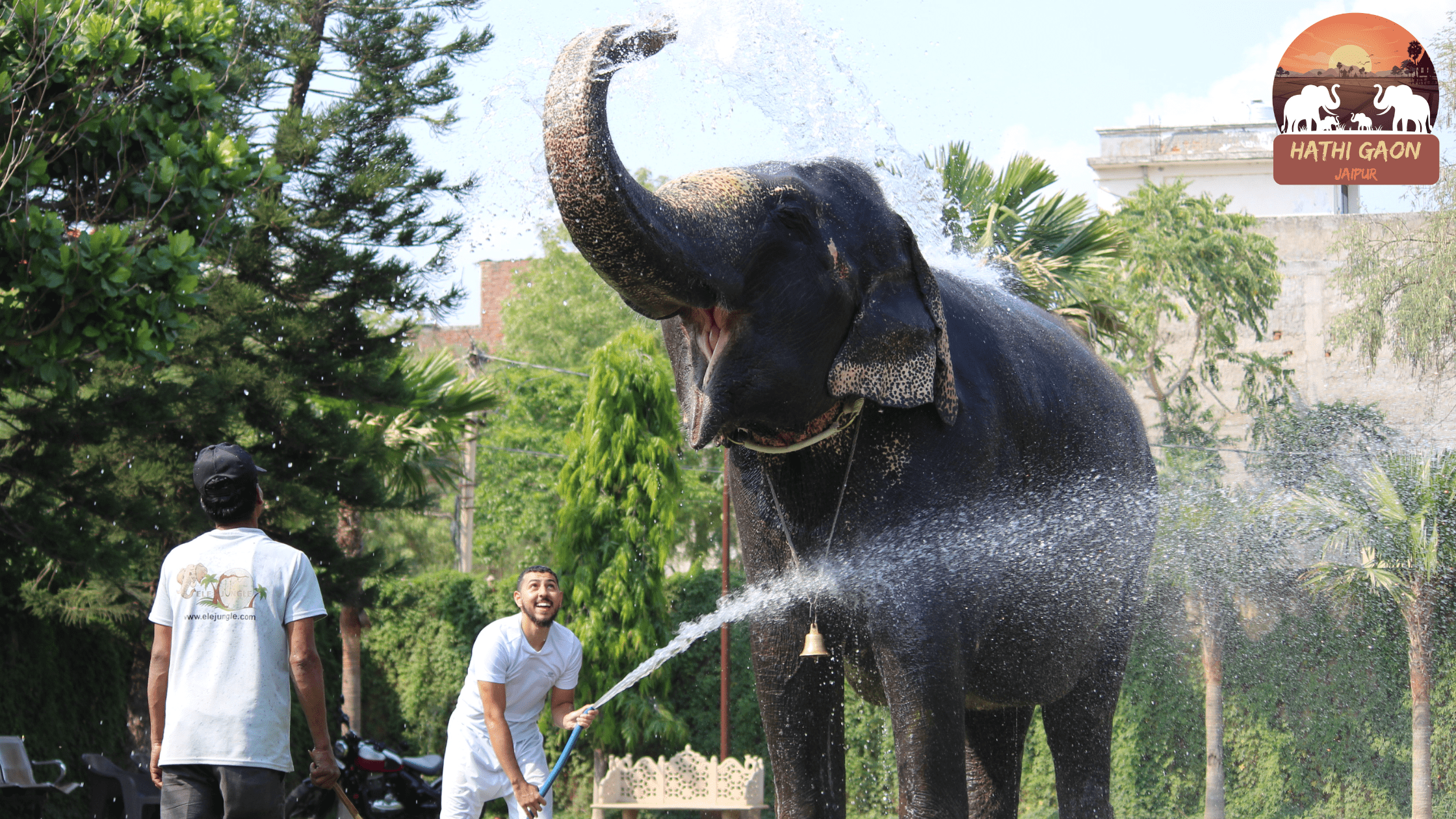Why Elephant Baths Are Essential for Their Health and Happiness