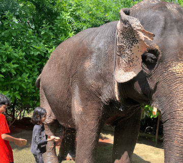 How Elephant Skin Protects Against Heat and Insects