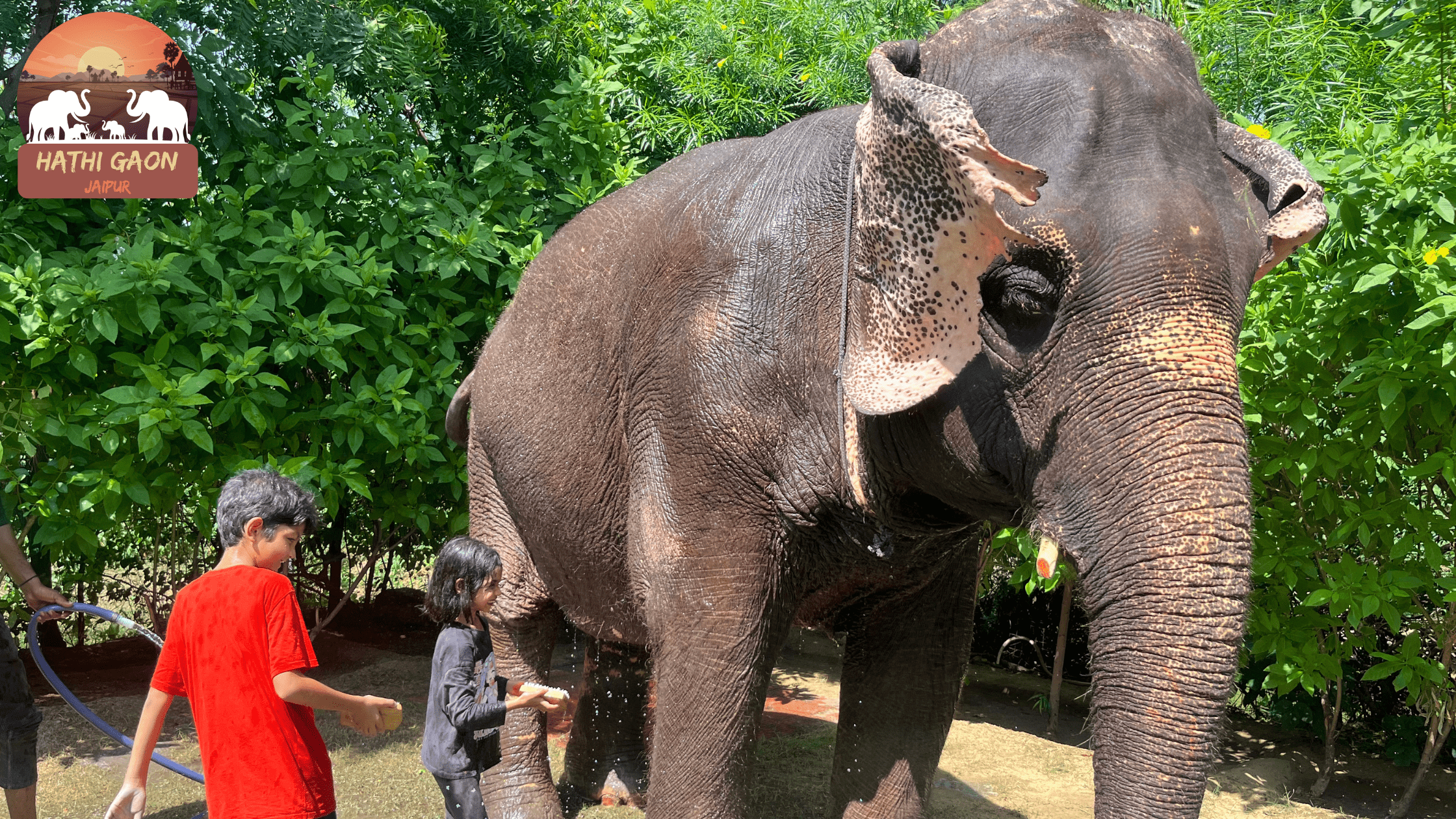 How Elephant Skin Protects Against Heat and Insects