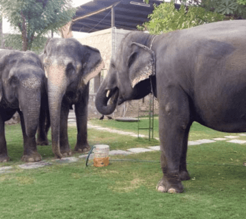 Amer Fort Elephant Rides vs Ethical Alternatives at Hathi Gaon (Latest 2025 Update)