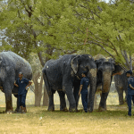 What to Wear & Pack for Hathi Gaon, Jaipur (2025): Season-Wise Outfits, Checklists & Comfort Tips