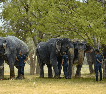 What to Wear & Pack for Hathi Gaon, Jaipur (2025): Season-Wise Outfits, Checklists & Comfort Tips