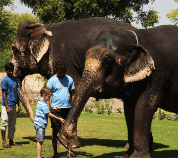 Elephant Welfare in Jaipur (2025): Unspoken Laws, Court Directions & Visitor Dos/Don’ts